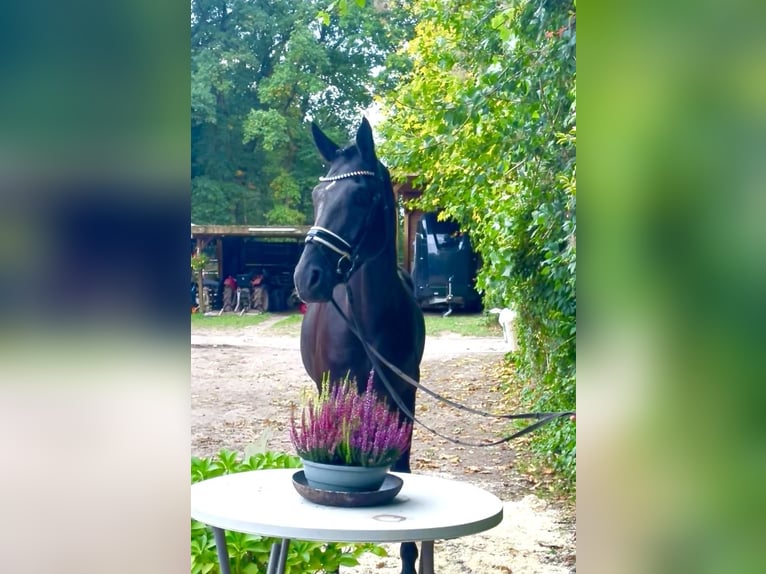 Hanoverian Gelding 4 years 17,1 hh Black in KirchlintelnKirchlinteln