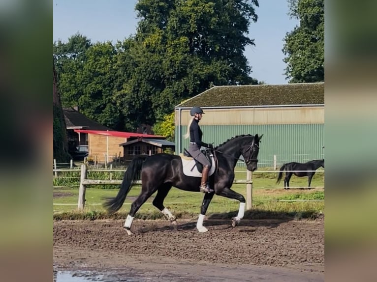 Hanoverian Gelding 4 years 17,1 hh Black in KirchlintelnKirchlinteln