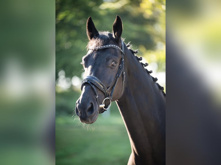 Hanoverian Gelding 4 years 17,1 hh Black in Nettetal