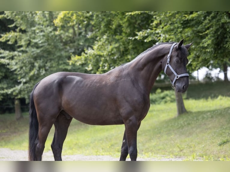 Hanoverian Gelding 4 years 17,1 hh Black in Nettetal