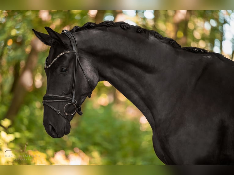 Hanoverian Gelding 4 years 17,1 hh Black in Wehringen