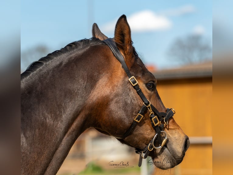 Hanoverian Gelding 4 years 17,1 hh Brown in Hannoverhannover