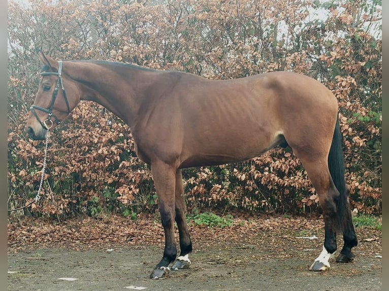 Hanoverian Gelding 4 years 17,1 hh Brown in Someren