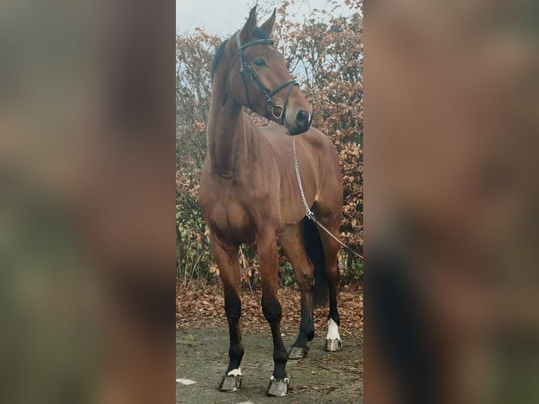 Hanoverian Gelding 4 years 17,1 hh Brown in Someren