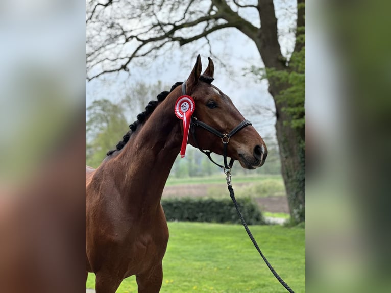 Hanoverian Gelding 4 years 17,1 hh Brown in Essen (Oldenburg)