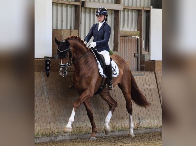 Hanoverian Gelding 4 years 17,1 hh Chestnut in Greifenstein
