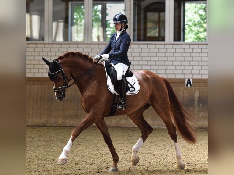 Hanoverian Gelding 4 years 17,1 hh Chestnut in Greifenstein