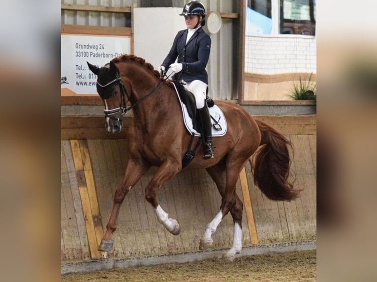 Hanoverian Gelding 4 years 17,1 hh Chestnut in Greifenstein
