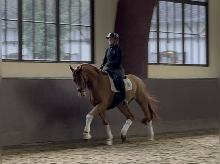 Hanoverian Gelding 4 years 17,1 hh Chestnut in Kronberg im Taunus