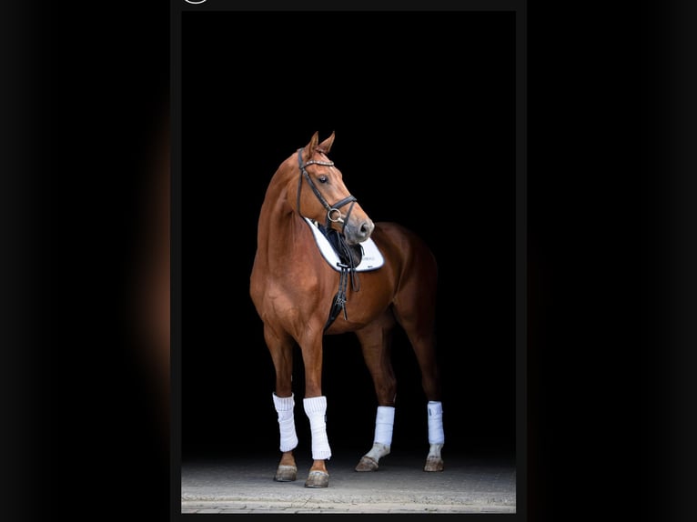 Hanoverian Gelding 4 years 17,1 hh Chestnut-Red in Simmershofen