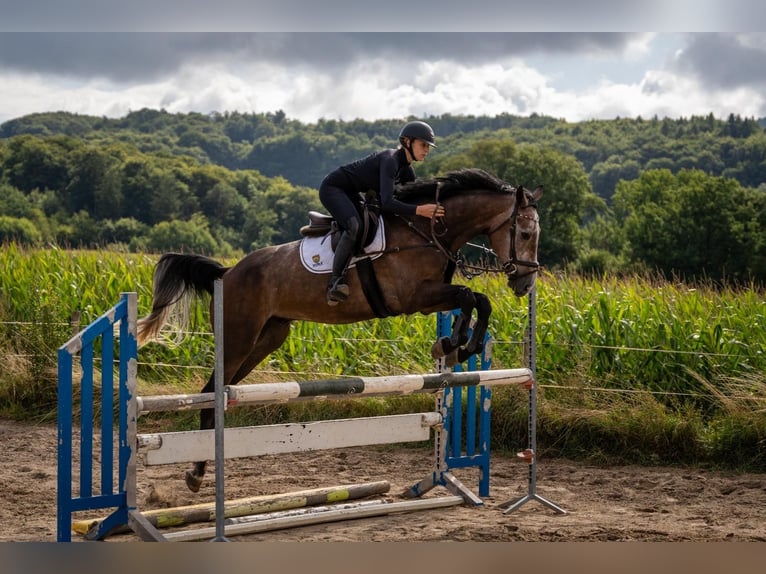 Hanoverian Gelding 4 years 17,1 hh Grey in Lautertal