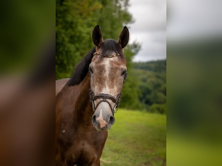 Hanoverian Gelding 4 years 17,1 hh Grey in Modautal