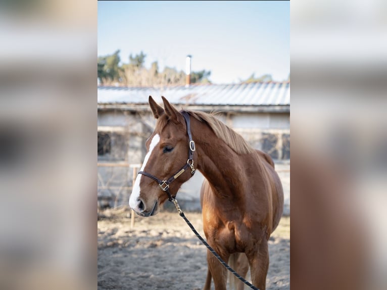 Hanoverian Gelding 4 years 17,2 hh Chestnut-Red in Trebbin