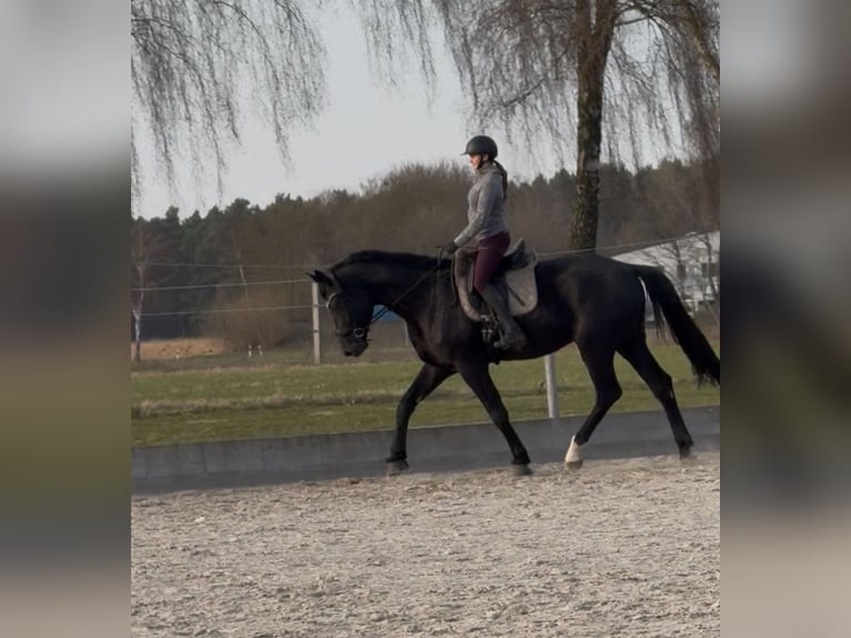 Hanoverian Gelding 4 years 17,3 hh Black in Stade