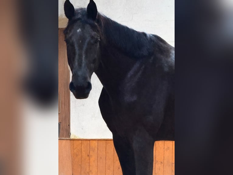 Hanoverian Gelding 4 years 17,3 hh Black in Stade
