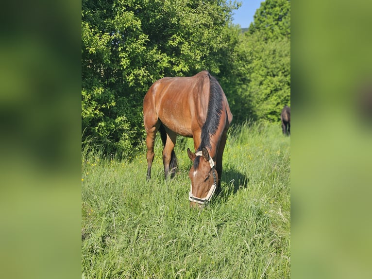 Hanoverian Gelding 4 years 18 hh Brown in Rosengarten