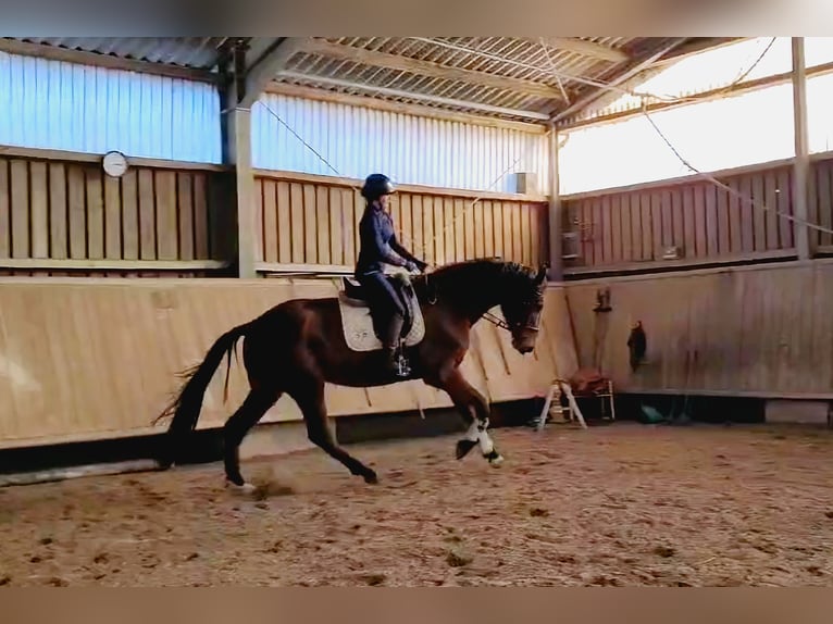 Hanoverian Gelding 4 years 18 hh Brown in Rosengarten