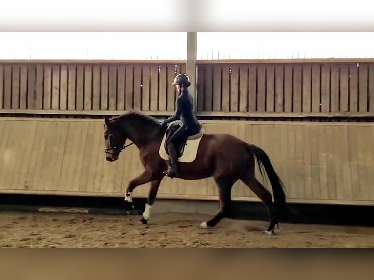 Hanoverian Gelding 4 years 18 hh Brown in Rosengarten