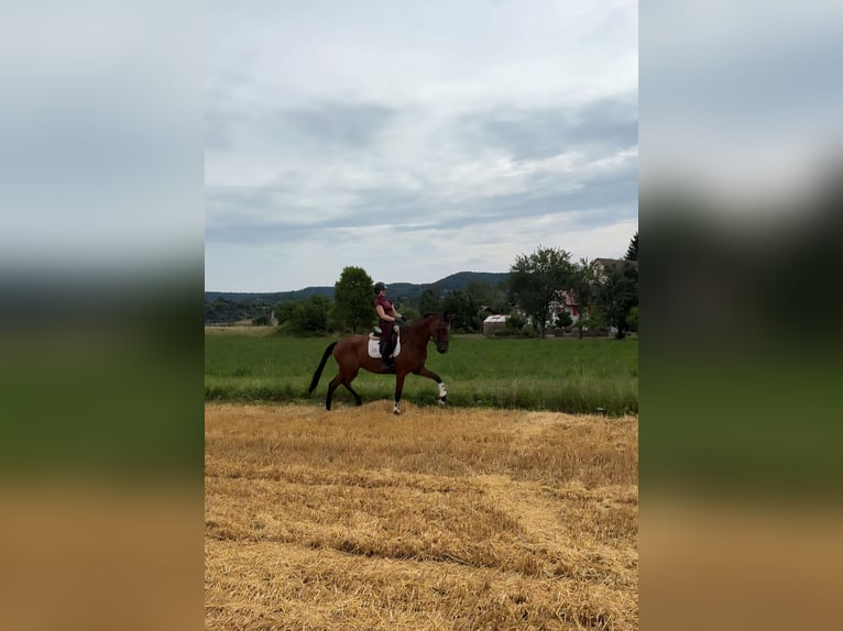 Hanoverian Gelding 4 years 18 hh Brown in Rosengarten