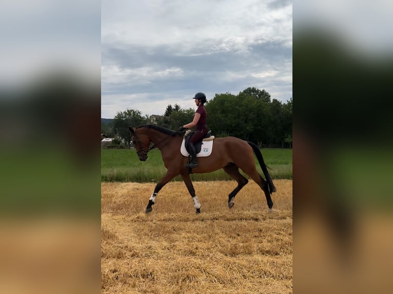 Hanoverian Gelding 4 years 18 hh Brown in Rosengarten