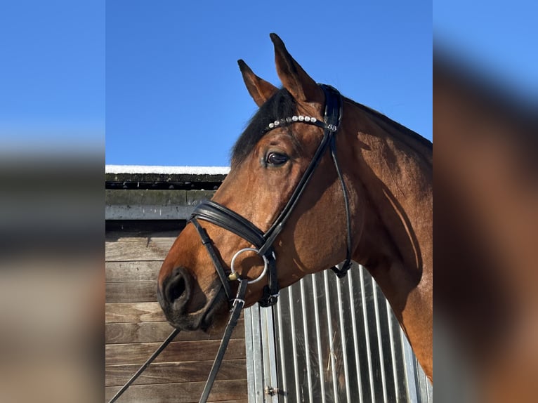 Hanoverian Gelding 4 years 18 hh Brown in Römstedt