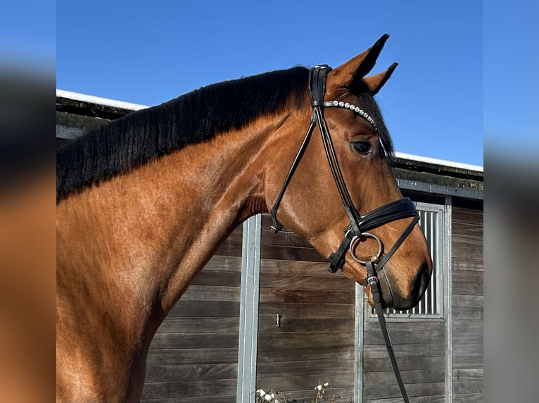 Hanoverian Gelding 4 years 18 hh Brown in Römstedt