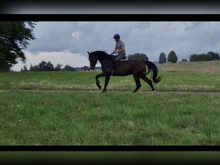 Hanoverian Gelding 4 years Bay-Dark in Udenhain