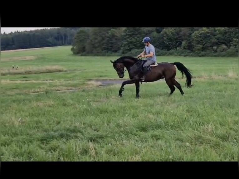 Hanoverian Gelding 4 years Bay-Dark in Udenhain