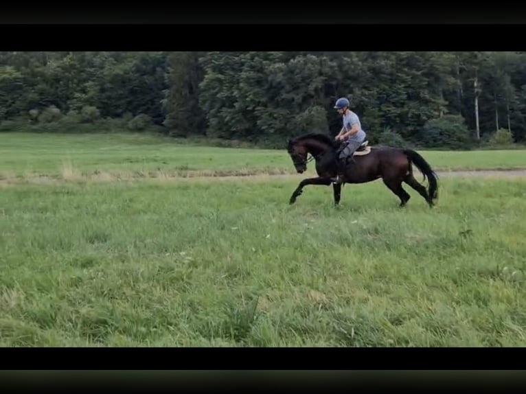 Hanoverian Gelding 4 years Bay-Dark in Udenhain