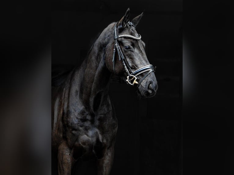 Hanoverian Gelding 4 years Black in Hamburg
