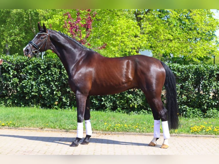 Hanoverian Gelding 4 years Black in Selsingen