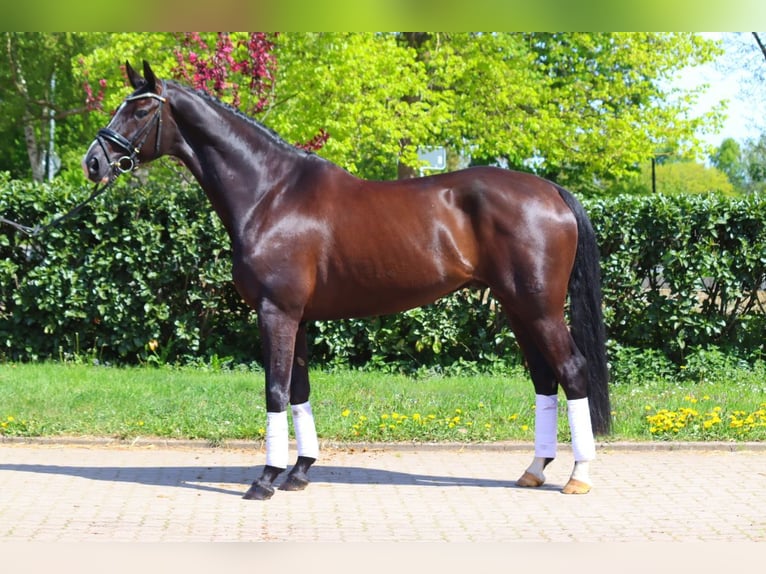 Hanoverian Gelding 4 years Black in Selsingen