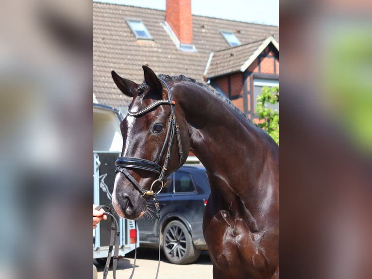 Hanoverian Gelding 4 years Black in Selsingen