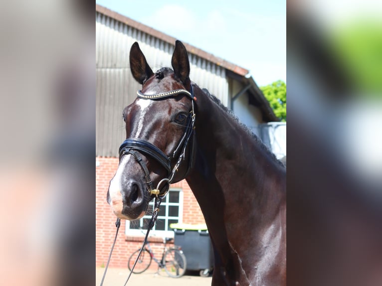 Hanoverian Gelding 4 years Black in Selsingen