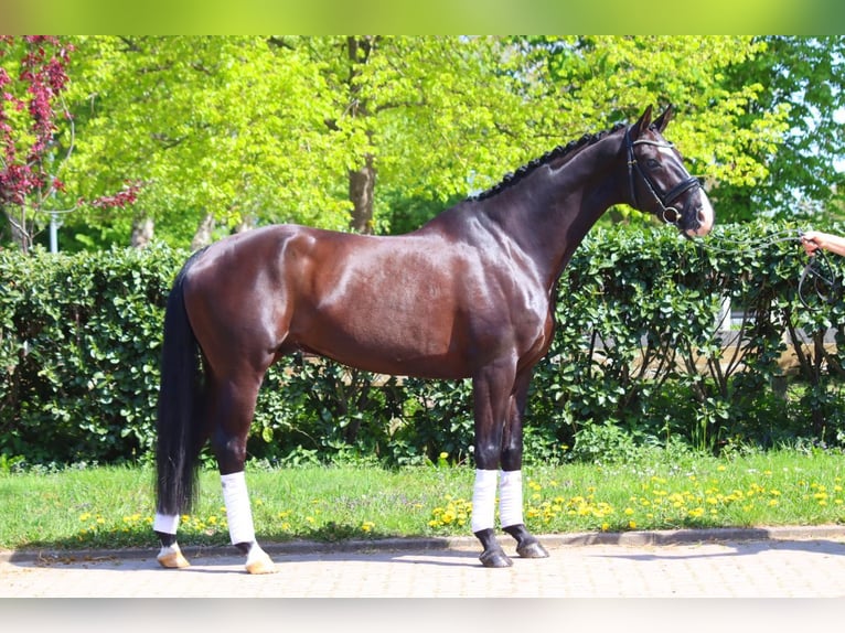 Hanoverian Gelding 4 years Black in Selsingen