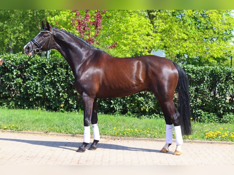 Hanoverian Gelding 4 years Black in Selsingen