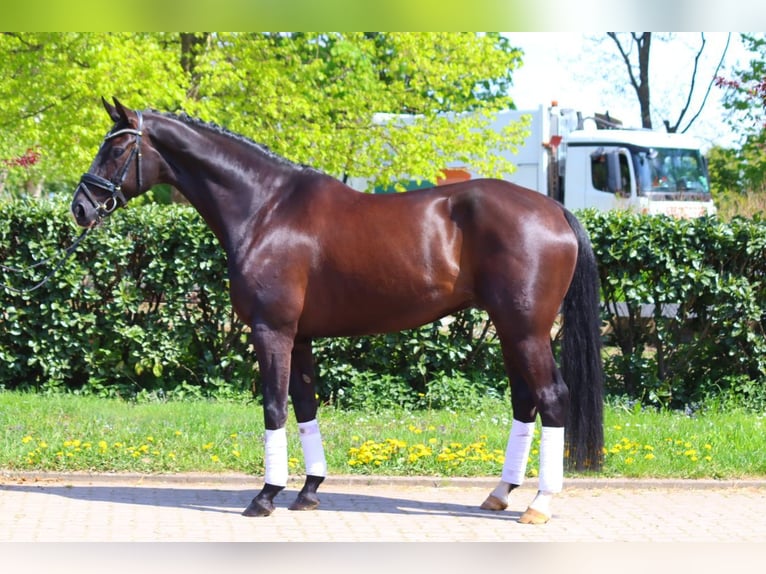 Hanoverian Gelding 4 years Black in Selsingen