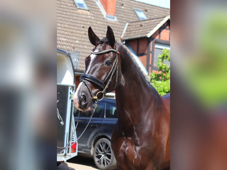 Hanoverian Gelding 4 years Black in Selsingen