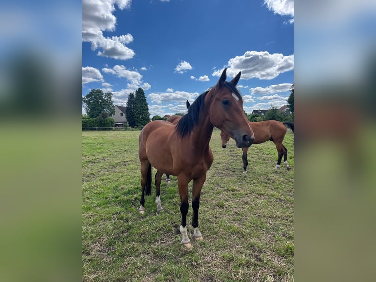 Hanoverian Gelding 4 years Brown in Achim