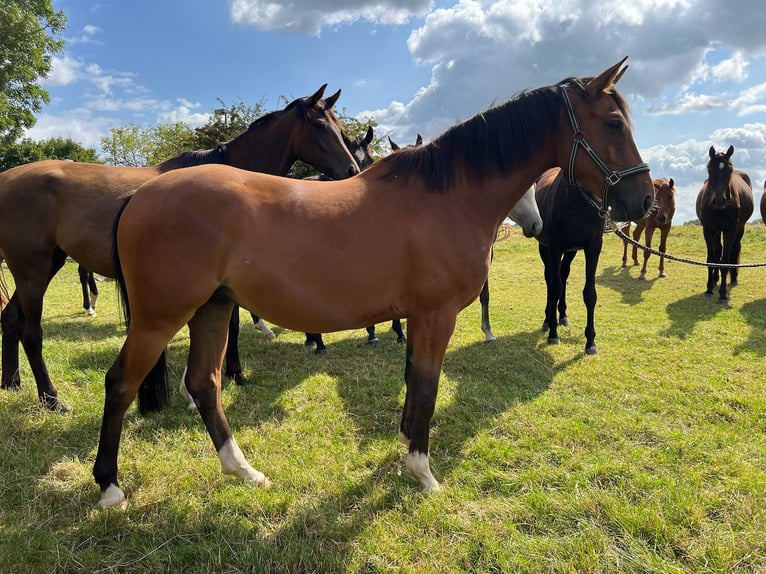 Hanoverian Gelding 4 years Brown in Achim