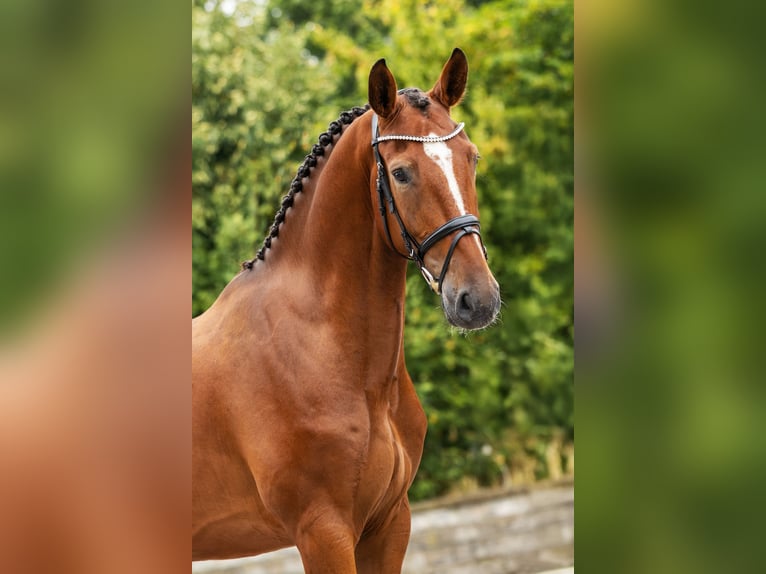 Hanoverian Gelding 4 years Brown in Bocholt