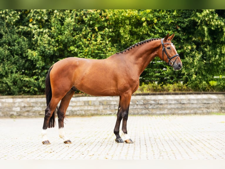 Hanoverian Gelding 4 years Brown in Bocholt