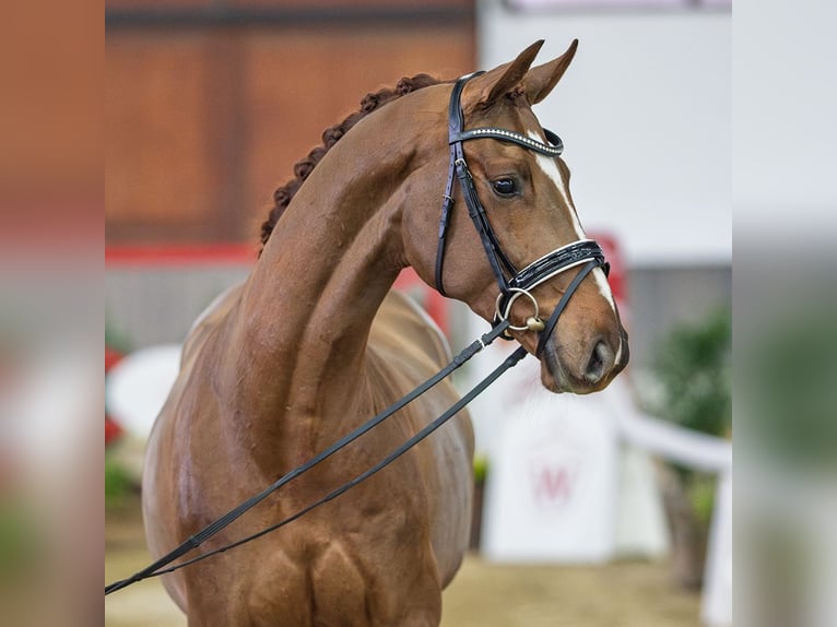 Hanoverian Gelding 4 years Chestnut-Red in Münster-Handorf