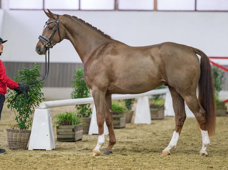 Hanoverian Gelding 4 years Chestnut-Red in Münster-Handorf
