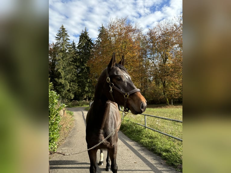 Hanoverian Gelding 4 years in Murg