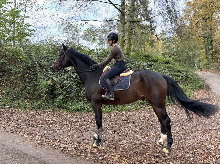 Hanoverian Gelding 4 years in Murg