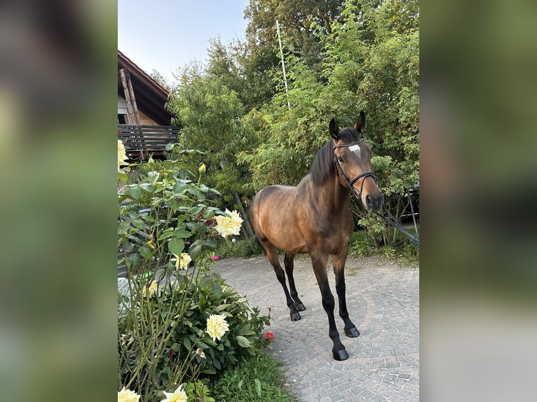 Hanoverian Gelding 5 years 15,2 hh Bay-Dark in Babenhausen