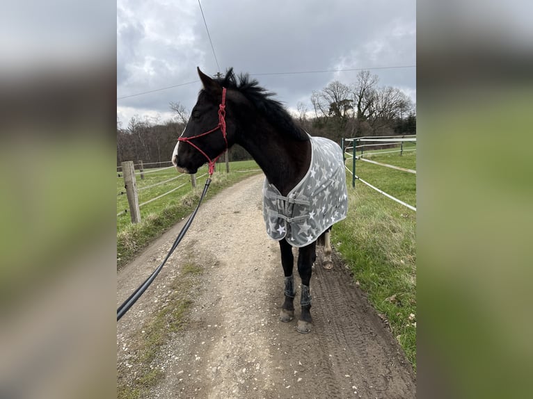 Hanoverian Mix Gelding 5 years 15,2 hh Smoky-Black in Essen