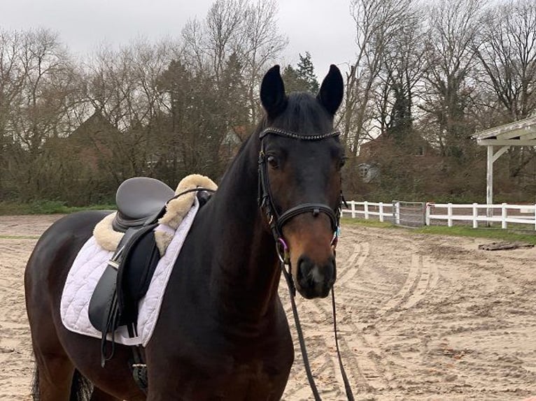 Hanoverian Gelding 5 years 15,3 hh Bay-Dark in Verden (Aller)