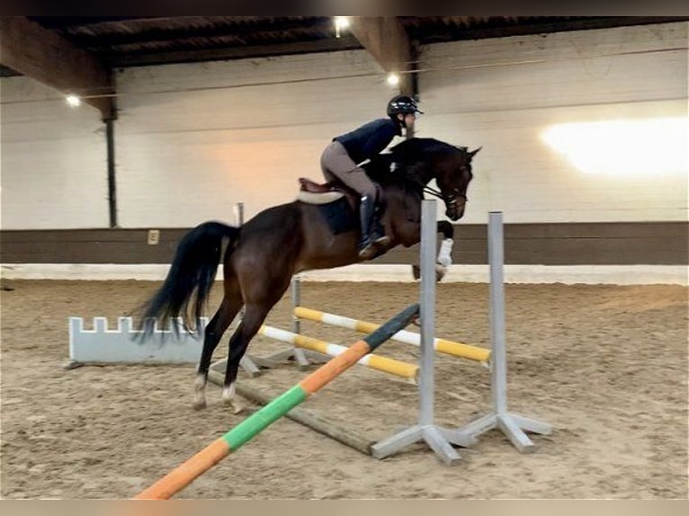 Hanoverian Gelding 5 years 15,3 hh Bay-Dark in Verden (Aller)